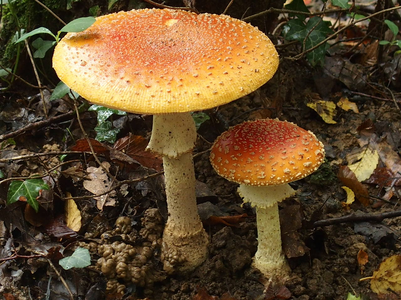 Aucune photo pour cette étape.